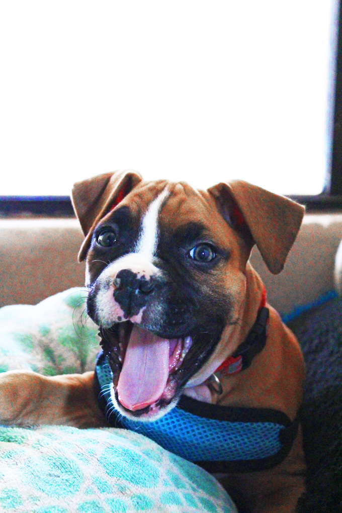 Boxer Puppy SMILES! Isle of Dogs Pet Care Review- grooming that actually smells good! See more lifestyle, recipes, & style on Home in High Heels