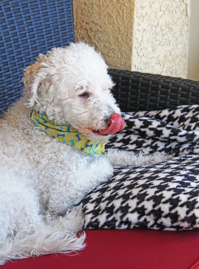 Isle of Dogs Pet Care Review- grooming that actually smells good! See more lifestyle, recipes, & style on Home in High Heels