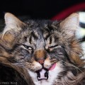 Goodlife Dry Cat Food is Good for your Cats Beautiful Cats Funny Cat Funny Kitten 012