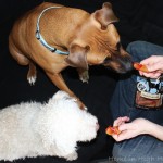 SmartBones SmartChips Peanut Butter Chews Dog Treats are rawhide free & a huge hit with our dogs! Great, healthy treats that are easy to digest & enjoy! on Home in High Heels