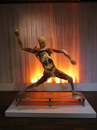 Check out our thoughts on the Real Bodies Exhibit at Bally's Las Vegas on Home in High Heels