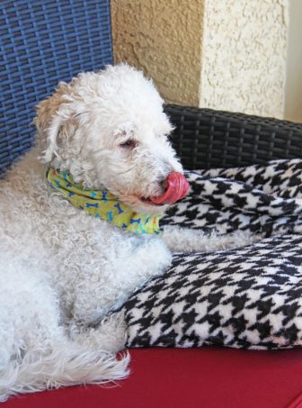 Isle of Dogs Pet Care Review- grooming that actually smells good! See more lifestyle, recipes, & style on Home in High Heels