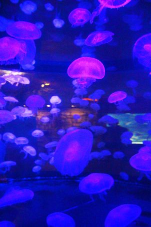 Mandalay Bay Aquarium in Las Vegas, Nevada My top 5 reasons Las Vegas has become home + local spots to visit! Why Do You Like Living in Las Vegas So Much? on Home in High Heels